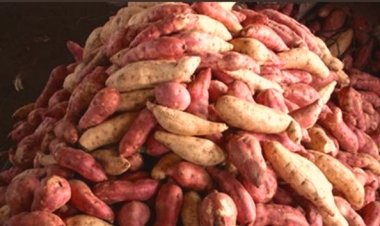 EAC embarks on project to improve regional trade in seed potatoes