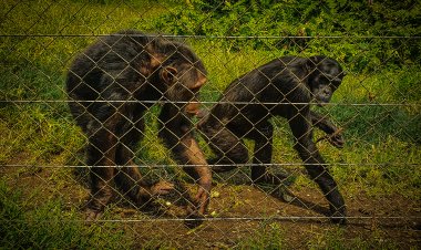 Gorillas in Congo under shadow of war