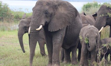 African lobby says elephants' survival at stake amid conflicts with humans.
