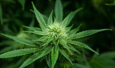 UN report raises alarm over cannabis legalization