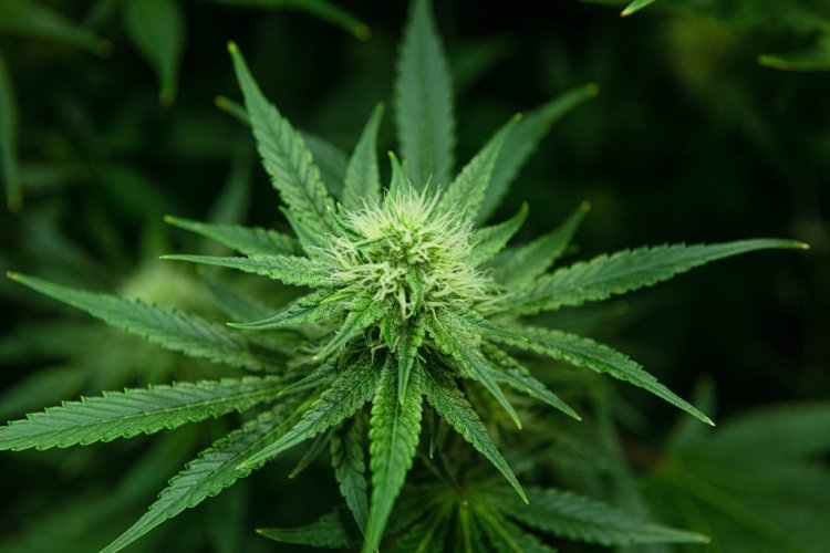 UN report raises alarm over cannabis legalization