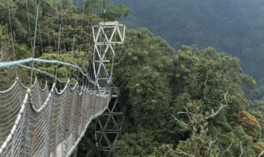 Rwanda’s Nyungwe National Park earns UNESCO world heritage status