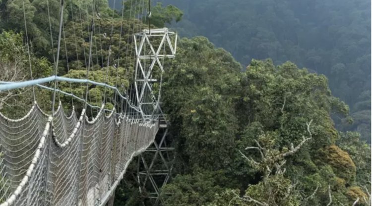 Rwanda’s Nyungwe National Park earns UNESCO world heritage status