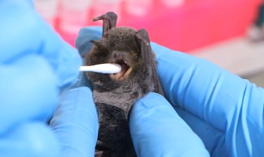 Rwanda announces end of Marburg virus disease outbreak