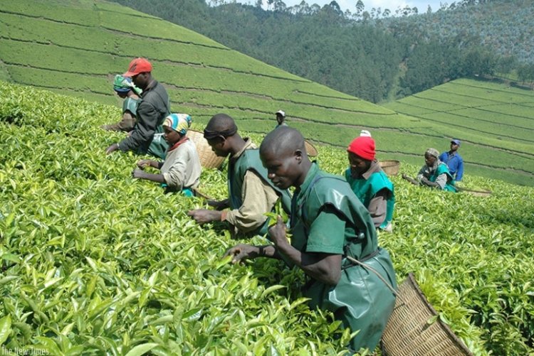 Rwanda’s economy grew 8.1% in Q3