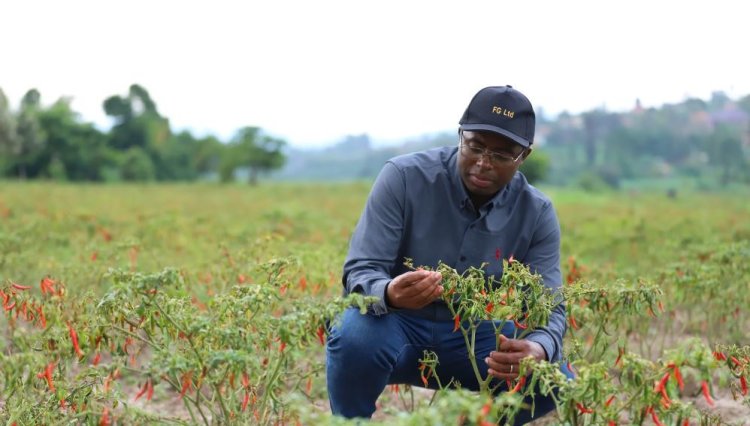 Rwanda’s Uwizeyimana ditches public service job to start chili farming