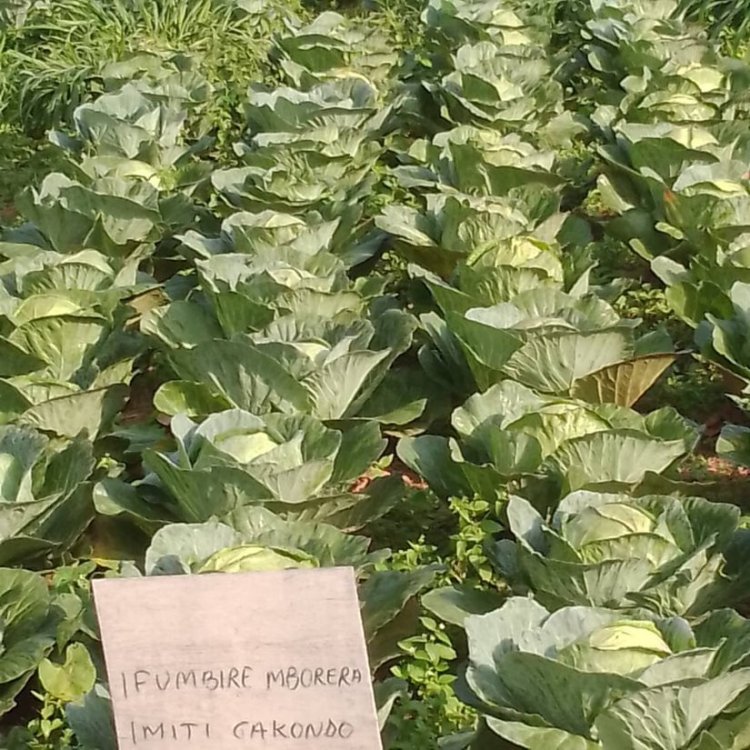 Rwanda, IFAD sign $78.5M financing deal to transform agriculture