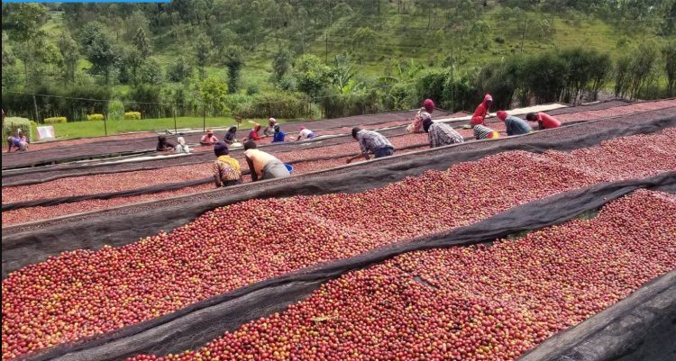 Rwanda's exports up 10.4% in 2024/2025 fiscal year: report